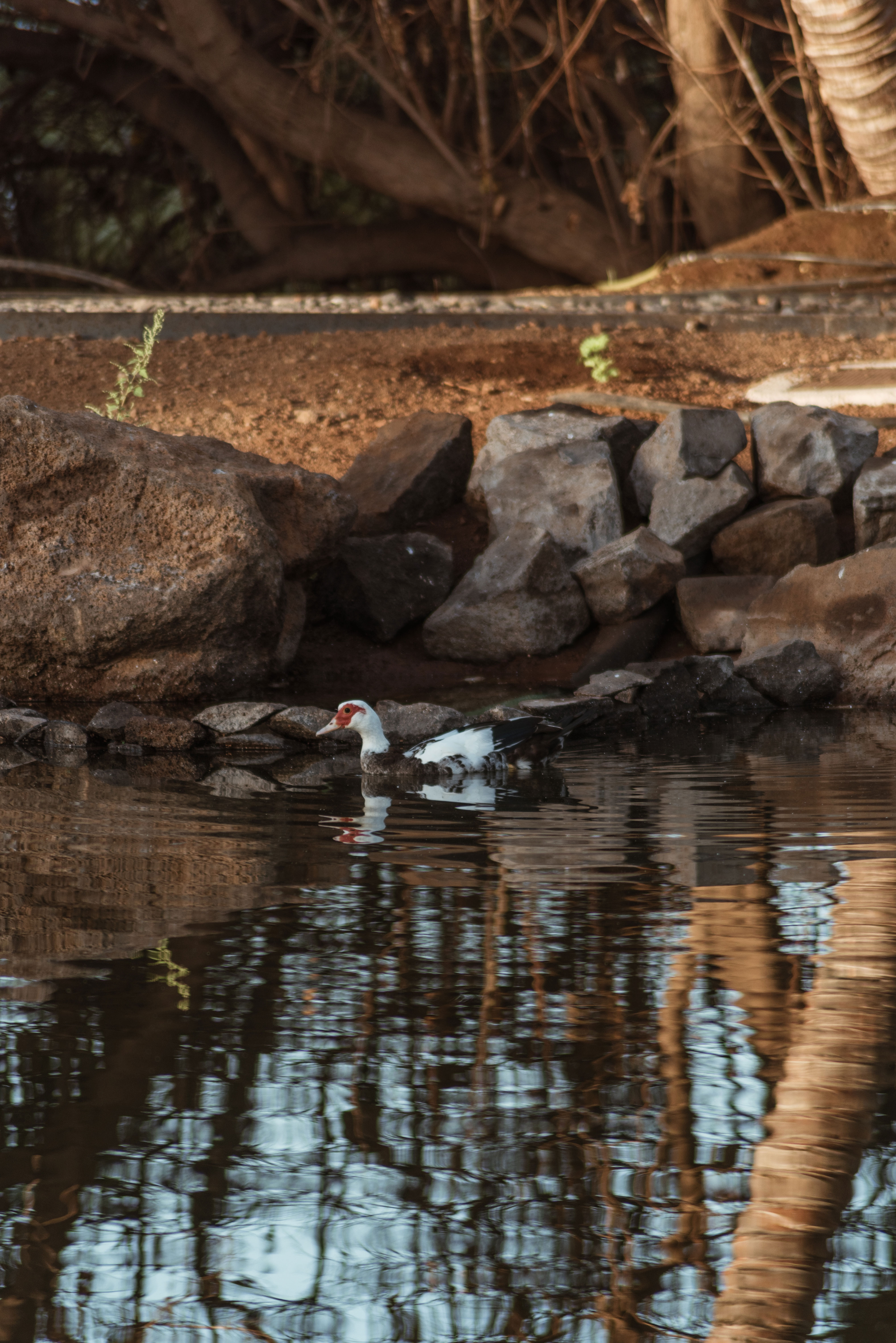 hide-lago-palmetum-11