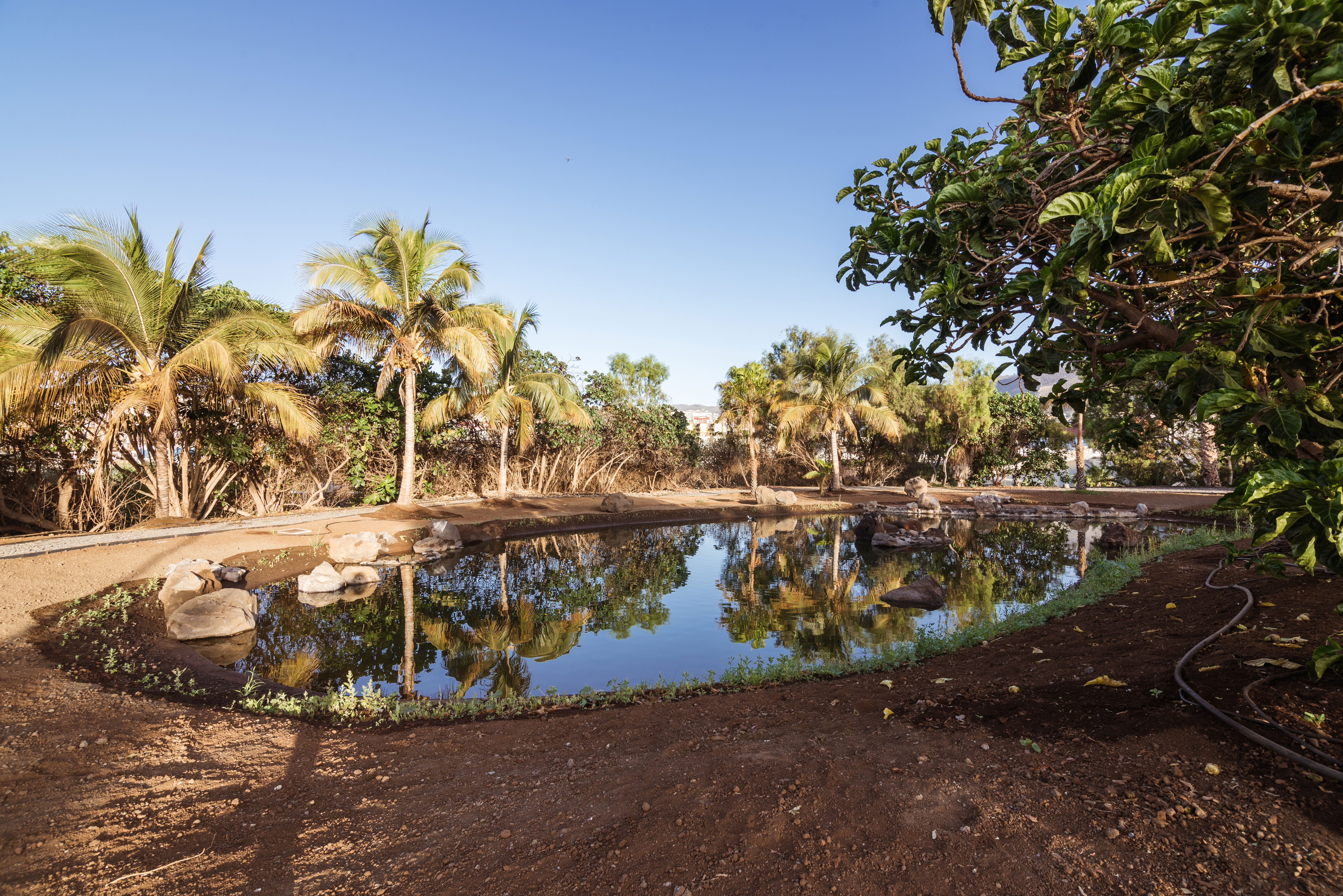 hide-lago-palmetum-21