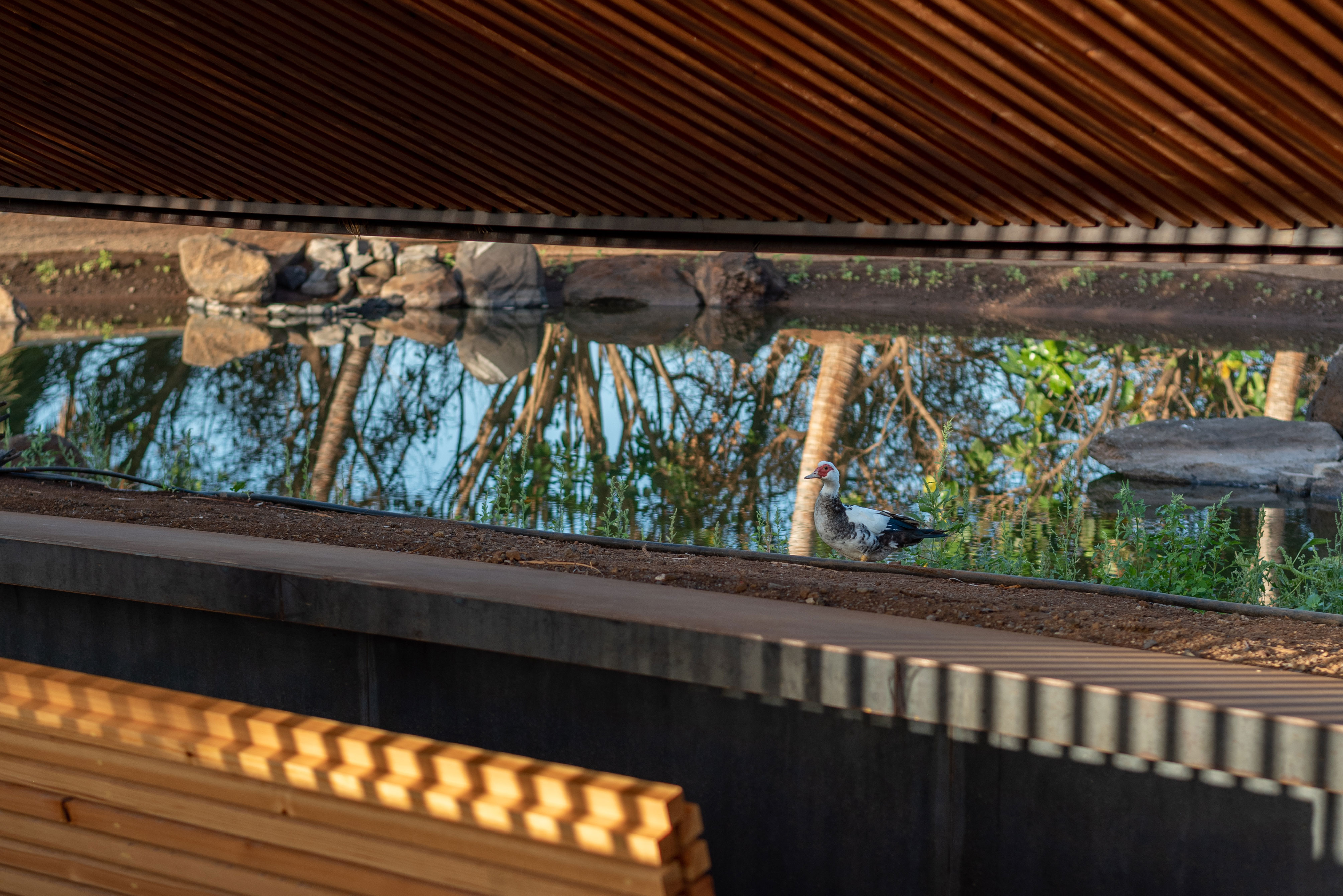 hide-lago-palmetum-36