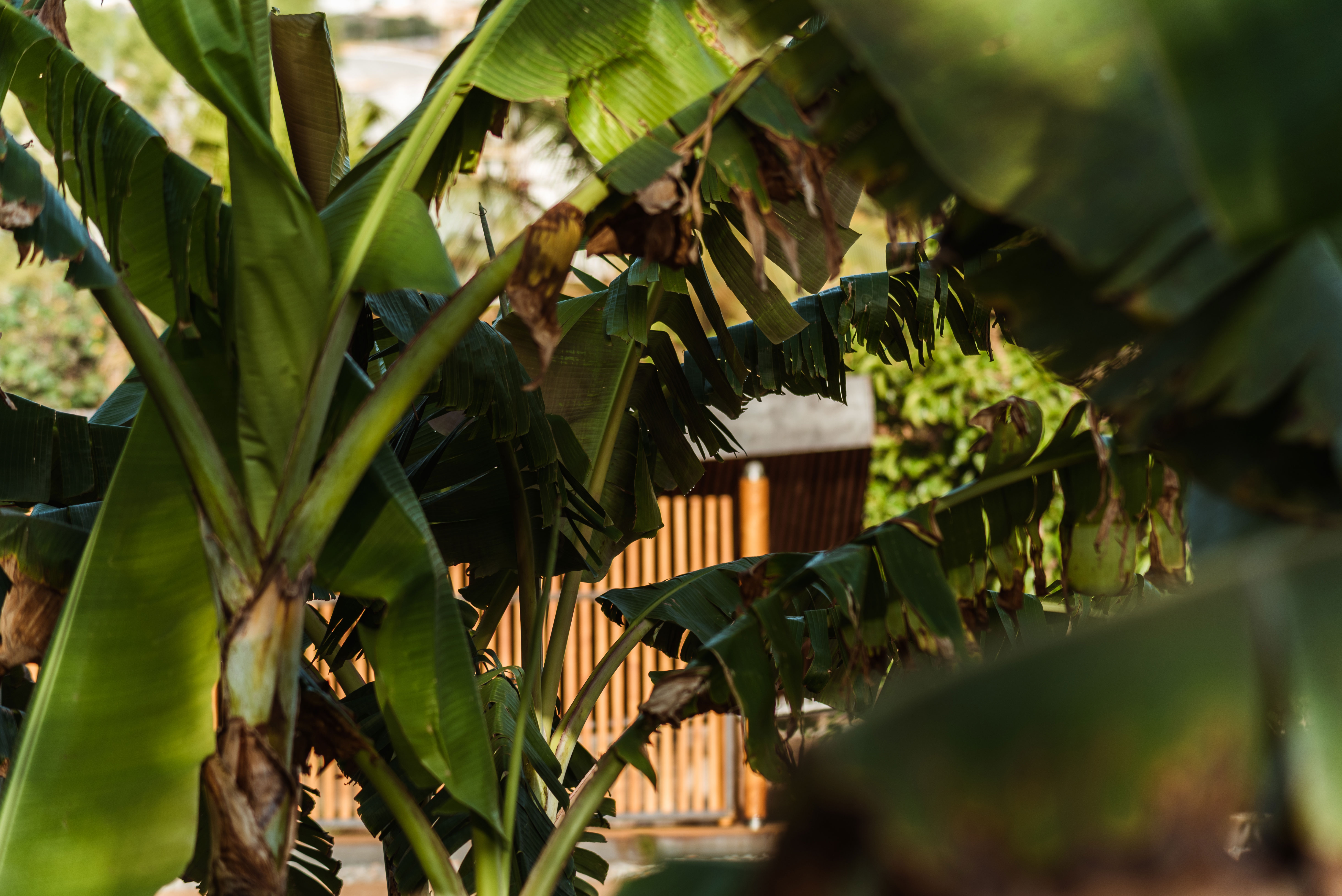 hide-lago-palmetum-67