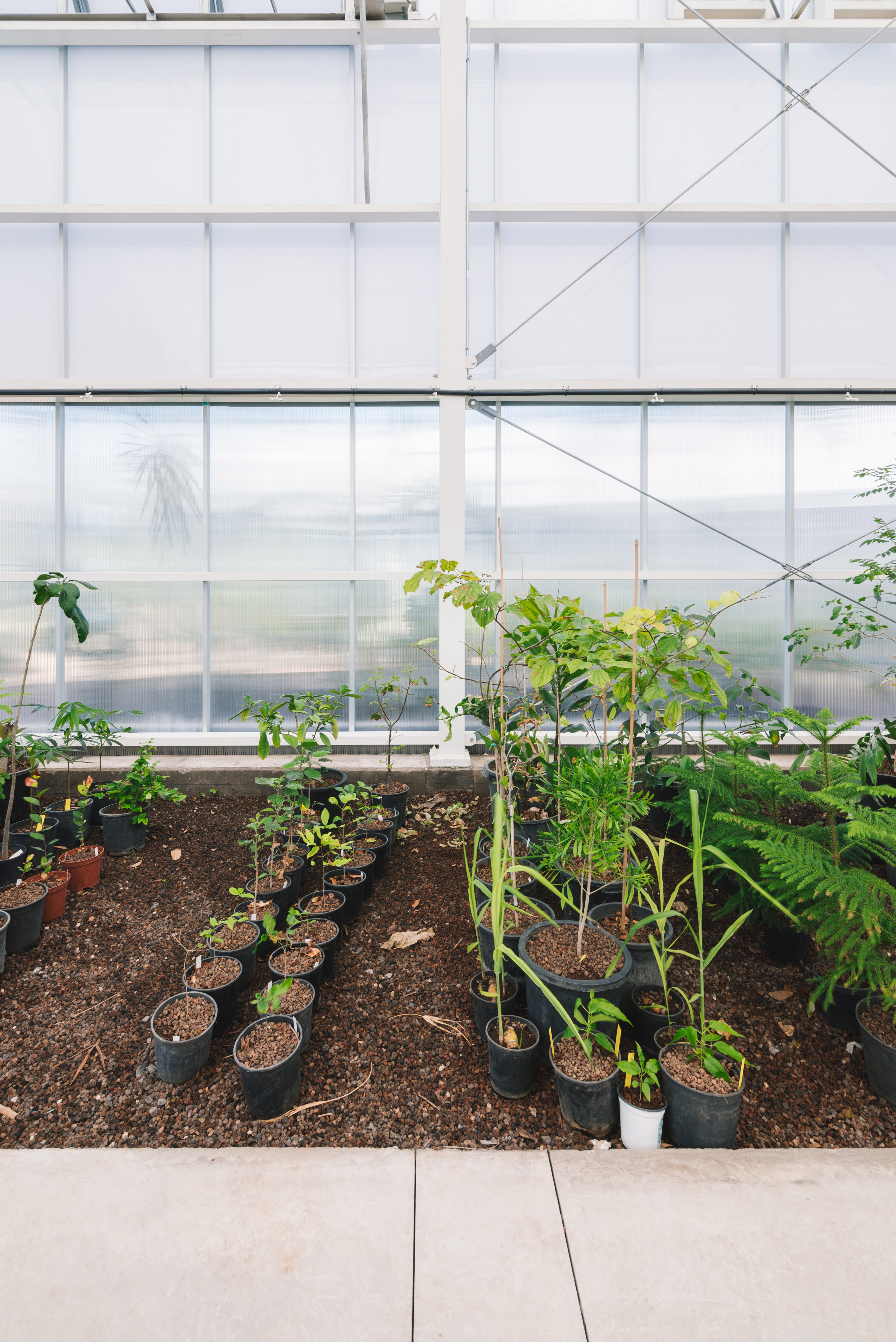 invernaderos-palmetum-(104)